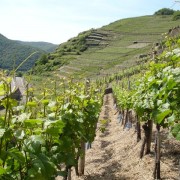 Walporzheimer Garkammer